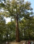 Говорят, что это самое большое в мире тиковое дерево, оно растет в лесу Парамбиккулам (штат Керала, Индия)