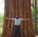 Основание ствола, считающегося самым большим тиковым деревом в мире