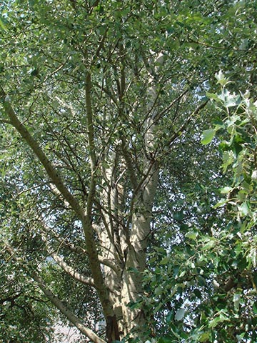 Тополь белый (Populus alba)