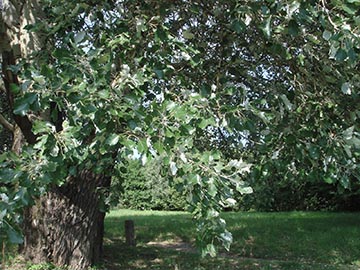Тополь белый (Populus alba) – взрослое дерево