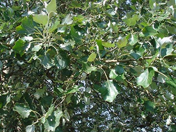 Тополь белый (Populus alba) – листва