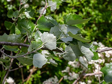 Тополь белый (Populus alba) – листва; видно характерное разноцветье верхней и нижней сторон листка