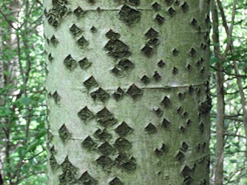 Тополь белый (Populus alba) – ствол с характерными ромбовидными отметинами
