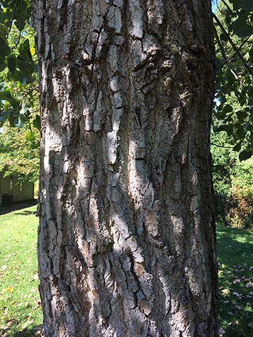 Тополь дельтовидный – кора зрелого дерева