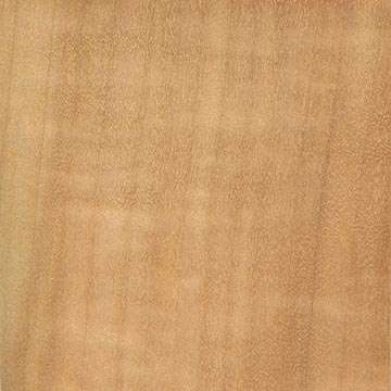 Осина (Populus tremula) – шпон (лакированный)