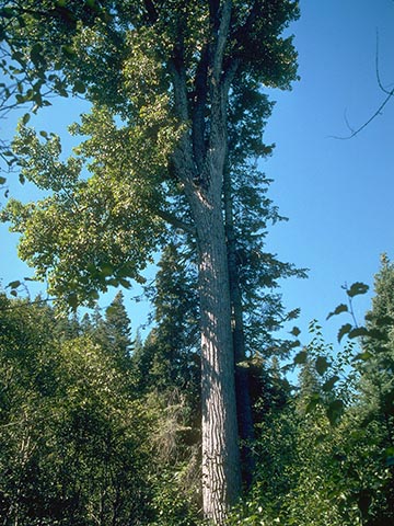 Тополь волосистоплодный  – зрелое дерево в смешанном лесу. Штат Вашингтон, США