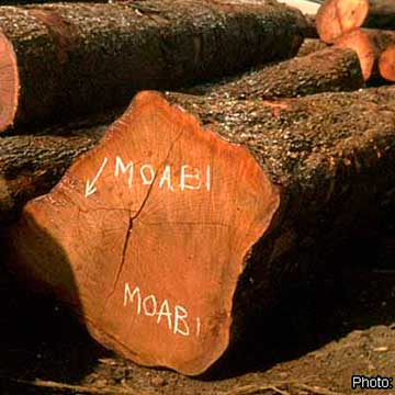 Брёвна деревьев Моаби