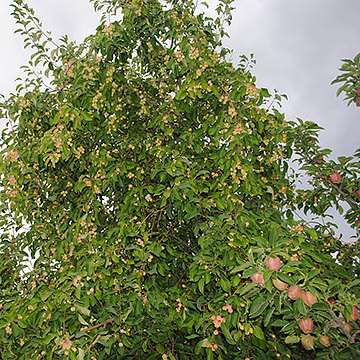 Яблоня бурая (Malus fusca)