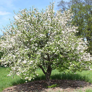 Яблоня сливолистная (Malus prunifolia)