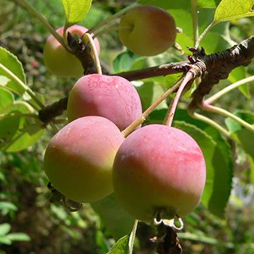 Яблоня сливолистная (Malus prunifolia)