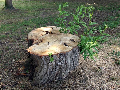 Новый рост, появляющийся из свежесрезанного дерева