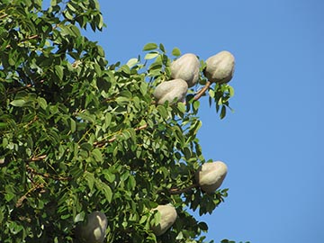 Плоды и листва, Бойнтон-Бич, Флорида, США