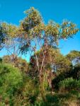 Золотая акация – Acacia pycnantha