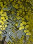 Цветы и листья растения в Уогга-Уогга (Новый Южный Уэльс, Австралия) – акация серебристая (Acacia dealbata)