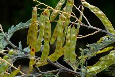 Созревающие семенные коробочки – акация серебристая (Acacia dealbata)