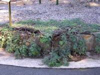 “Камба Карпет” – это стелющаяся форма, которую выращивают как декоративную. Акация серебристая (Acacia dealbata)