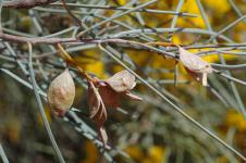 Акация безжилковая или Мулга – Acacia aneura var. aneura