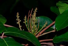 Андироба (Carapa guianensis)