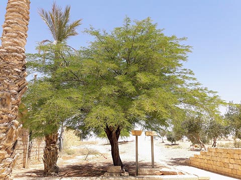 Плодоносящее дерево. Израиль, пустыня Негев, нац.парк Авдат