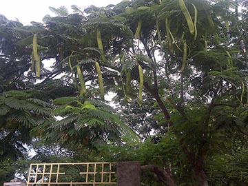 Семена (стручки) на дереве. Район Дхармапури, штат Тамилнад, Индия