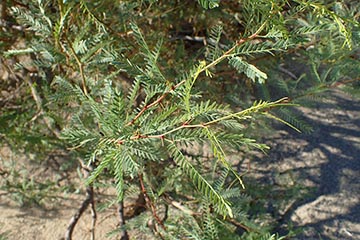 Prosopis glandulosa в национальном парке Долине Смерти в окрестностях Золотого каньона, штат Калифорния, США
