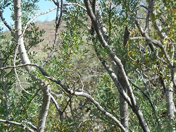 Пустынное железное дерево. Национальный Парк Сагуаро, Аризона, США