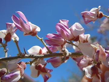Цветки с беловато-пурпурными лепестками образуются на коротких соцветиях