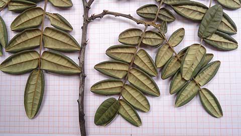 Swartzia arenophila