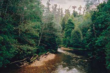 Река Стикс в Тасмании протекает через лес эвкалиптов, миртовых буков и древовидных папоротников. Эвкалипт царственный поднимается высоко над лесом