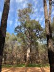 Ярра или Эвкалипт маргинальный (Eucalyptus marginata подвид marginata)