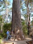 Ярра или Эвкалипт маргинальный (Eucalyptus marginata подвид marginata)
