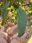 Ярра или Эвкалипт маргинальный (Eucalyptus marginata)