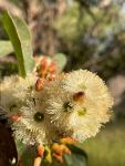 Ярра или Эвкалипт маргинальный (Eucalyptus marginata)