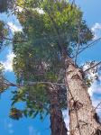 Эвкалипт крепкий – Eucalyptus robusta