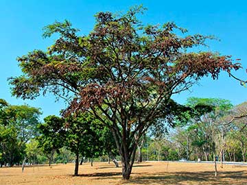 Палисандр Рио – Dalbergia nigra